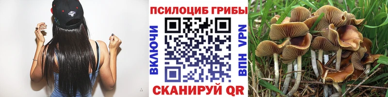 мега как зайти  Вельск  Псилоцибиновые грибы мицелий 
